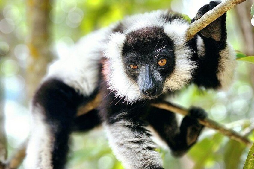 The black and white ruffed lemur, in Andasibe Mantadia national park 3