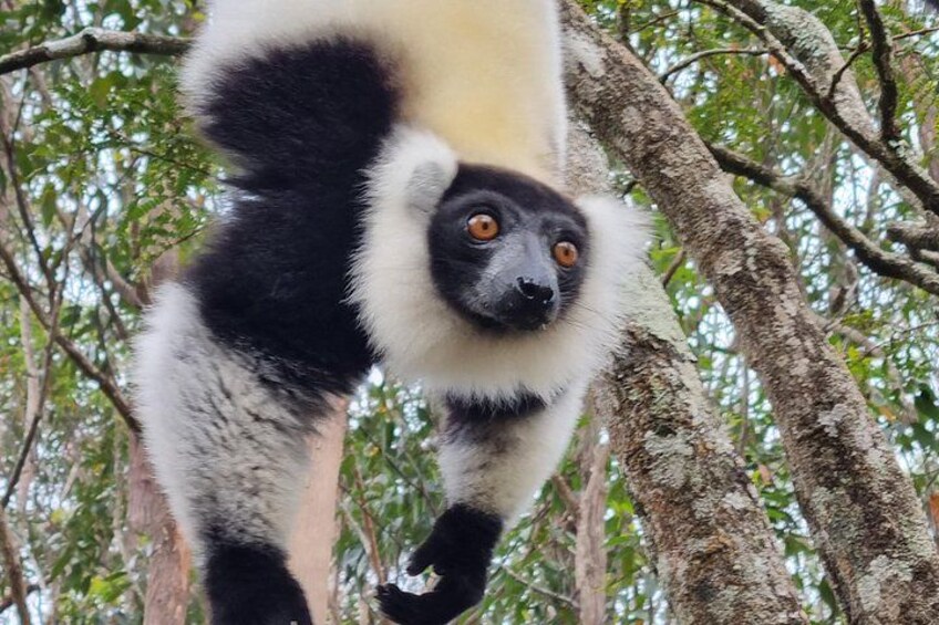 Black and white ruffed lemur called also Varecia Variegata 2