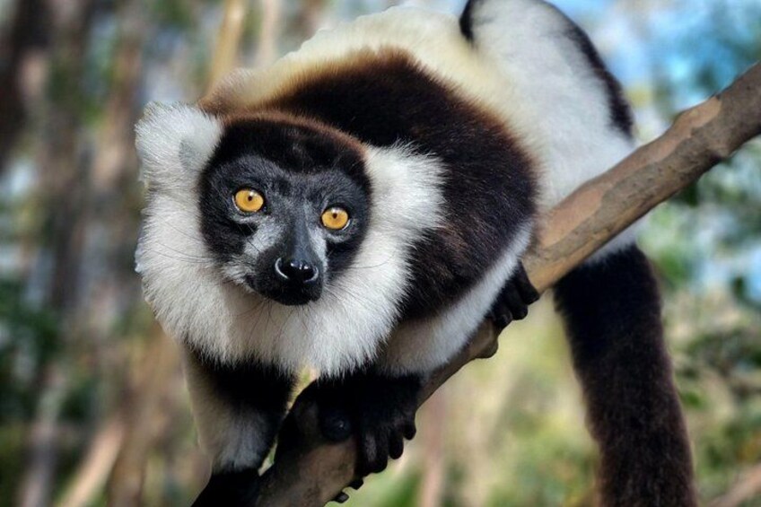 A lemur with distinctive black and white fur, yellow eyes, and a tree branch. 1