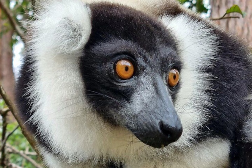 Black and white ruffed lemur called also Varecia Variegata 5