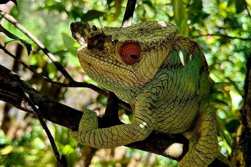 3 Days Visit of Andasibe National Park in Madagascar 3