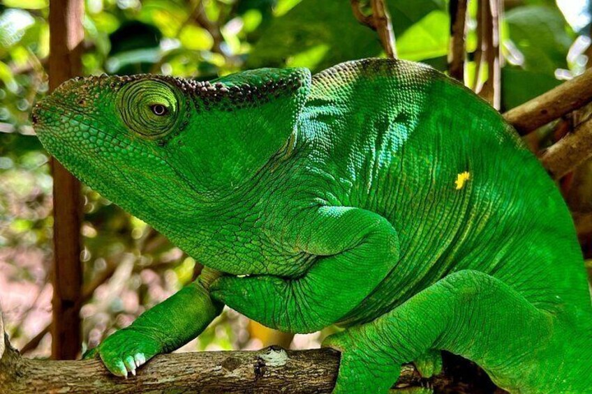 3 Days Visit of Andasibe National Park in Madagascar 2