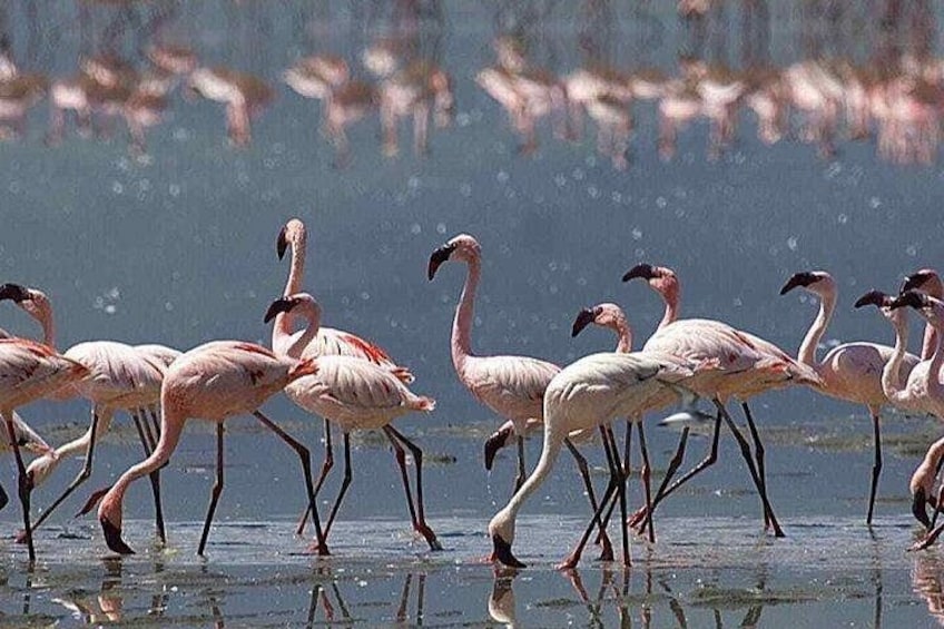 A group of flamingos walking in shallow water. 3