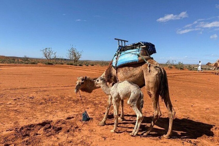 4x4 Jeep Safari in Agadir Mini Sahara and Berber Lunch 4
