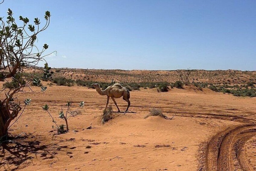 4x4 Jeep Safari in Agadir Mini Sahara and Berber Lunch 2