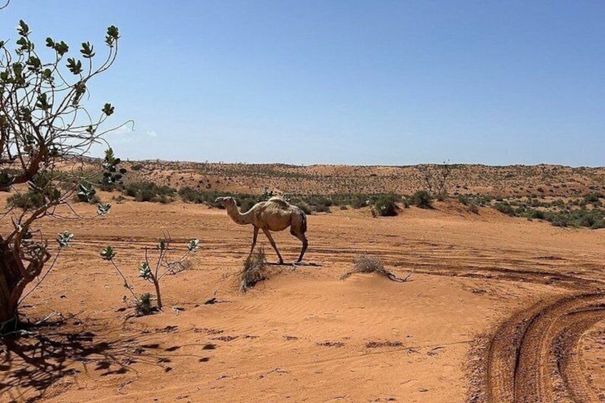 4x4 Jeep Safari in Agadir Mini Sahara and Berber Lunch 2
