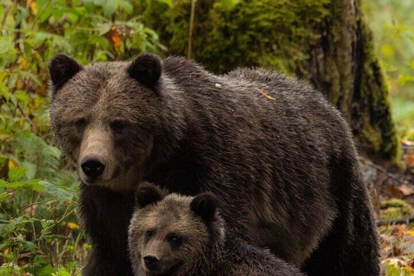 Toba Bears and Wilderness Grizzly Bear Viewing in Campbell River 2