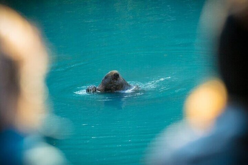 Un ours nage dans une étendue d’eau. 4