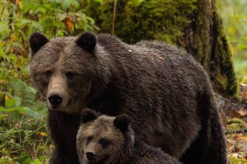Un ours et son petit dans une forêt. 3