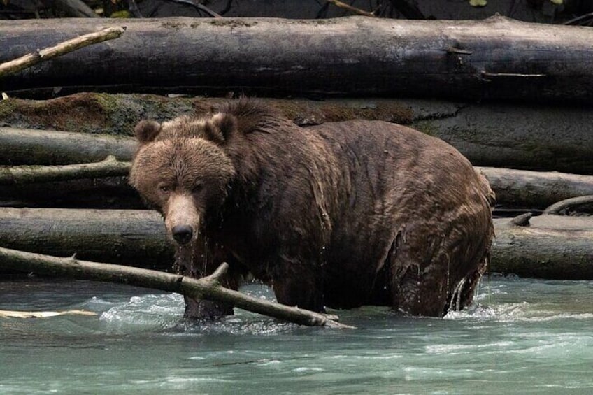 Un ours pataugeant dans une rivière, entouré de troncs d’arbres. 1