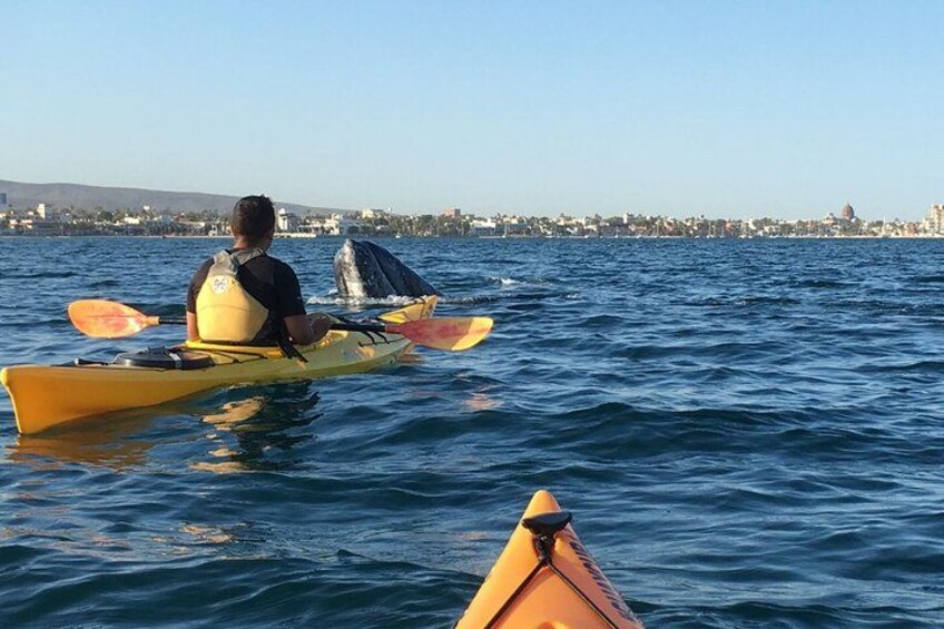 2 Hours of Kayak Safari in Bahía de La Paz 3