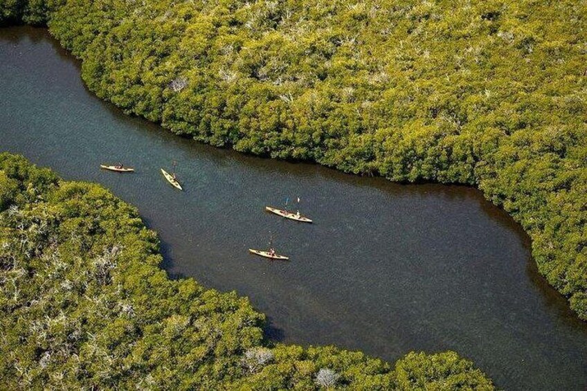 2 Hours of Kayak Safari in Bahía de La Paz 1