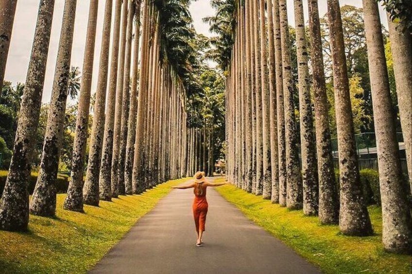 A person walking down a path lined with tall trees. 2