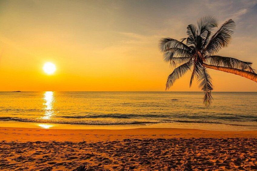 A beach at sunset with a palm tree, ocean, and sandy shore. 5