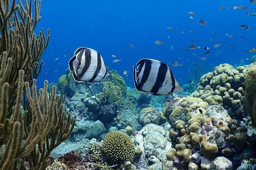Two striped fish swimming near a coral reef with various corals and marine life. 4