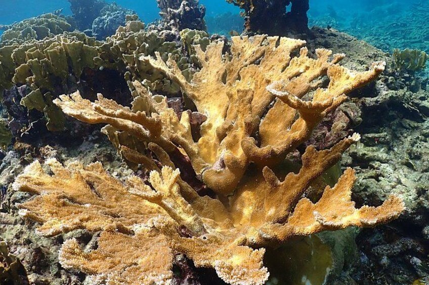 A coral reef with branching coral formations. 2