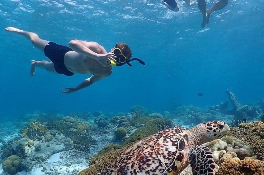 A person snorkeling underwater with a sea turtle nearby. 1