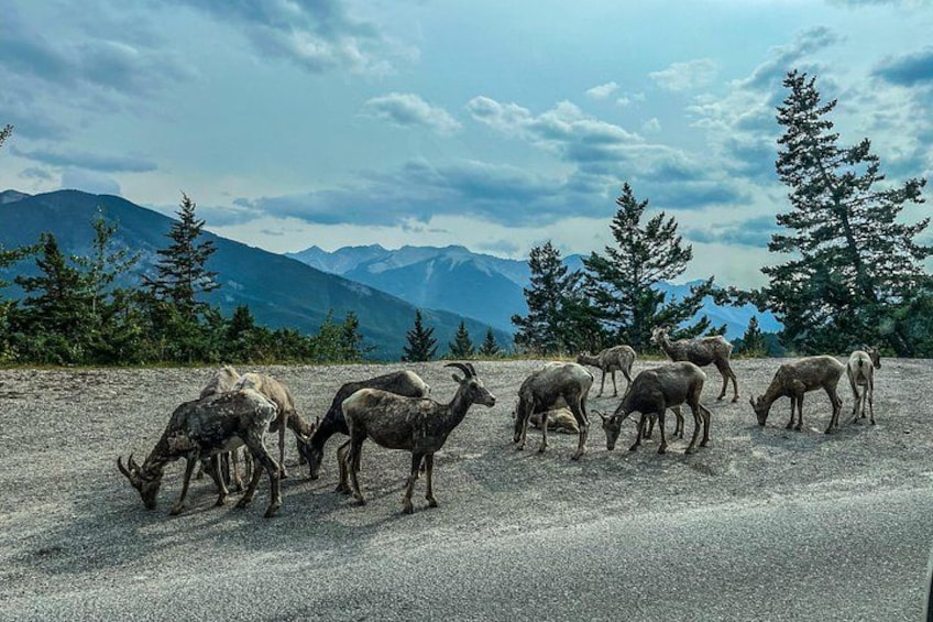Wild life around Banff 2