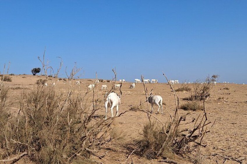 A desert landscape with sparse vegetation and several white animals grazing. 2