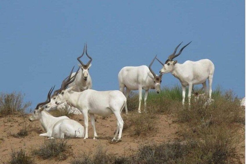 Descouver the wildlife of Souss Massa by 4x4 Safari Tour 1