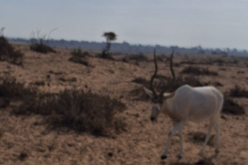 A white antelope in a dry, open landscape with sparse vegetation and a few scattered trees. 5