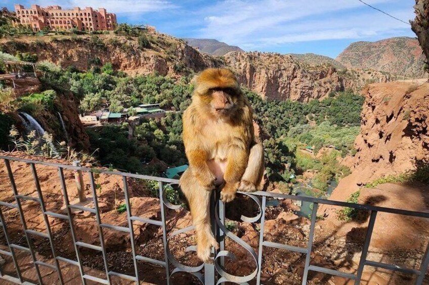 Ouzoud Waterfalls Day Trip – Day Tour From Marrakech To Ouzoud 5