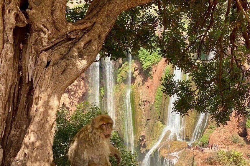 Ouzoud Waterfalls Day Trip – Day Tour From Marrakech To Ouzoud 4