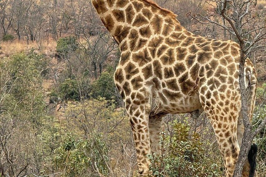 4 Nights Luxury Safari In Madikwe And Pilanesberg game reserves 5