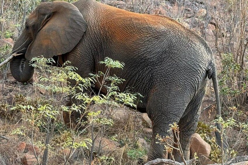 4 Nights Luxury Safari In Madikwe And Pilanesberg game reserves 3