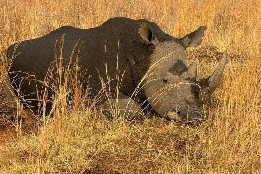 4 Nights Luxury Safari In Madikwe And Pilanesberg game reserves 4