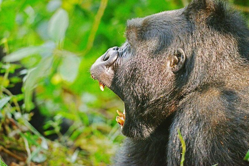 A gorilla with its mouth open, surrounded by green foliage. 4