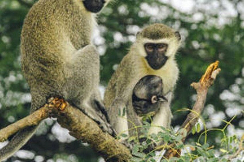 A monkey with a baby on its back, both sitting on a tree branch. 1