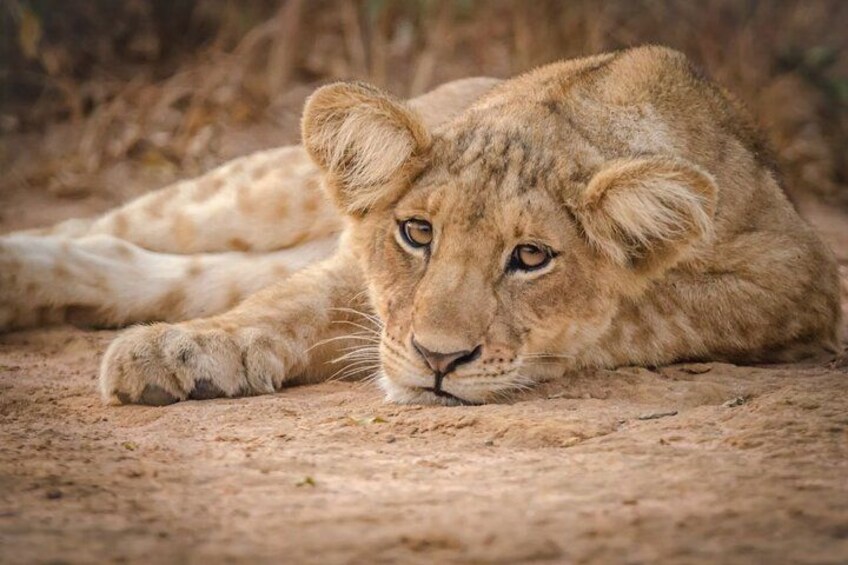 A lion cub lying on the ground. 2