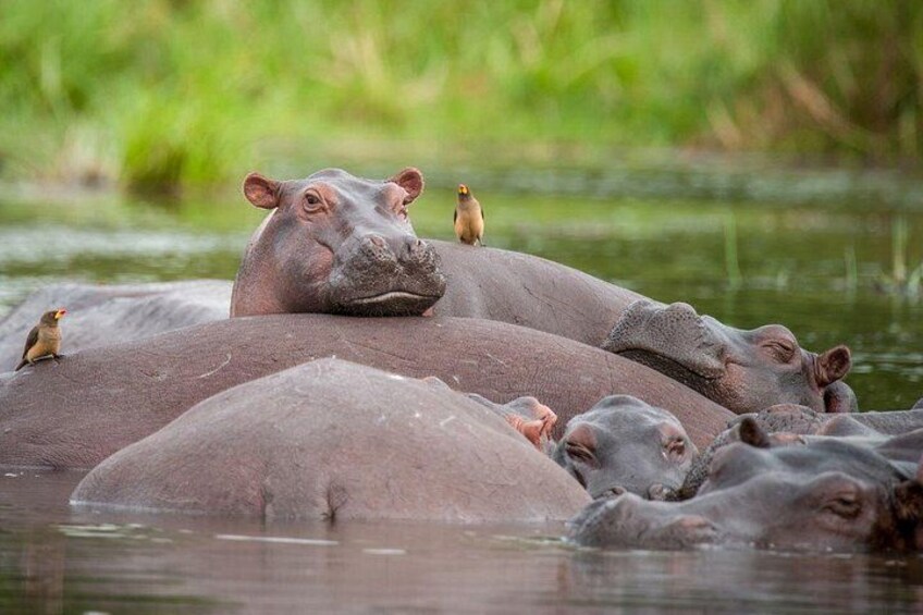 Hippos in water with birds perched on them. 3