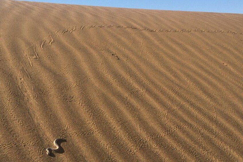 A desert landscape with sand dunes and a snake's tracks. 3