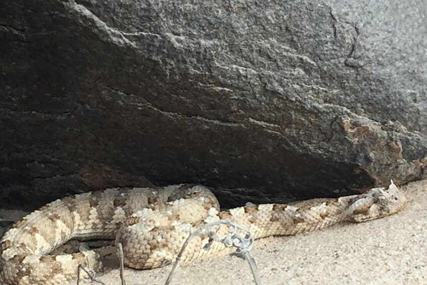 A snake on the ground near a rock. 4