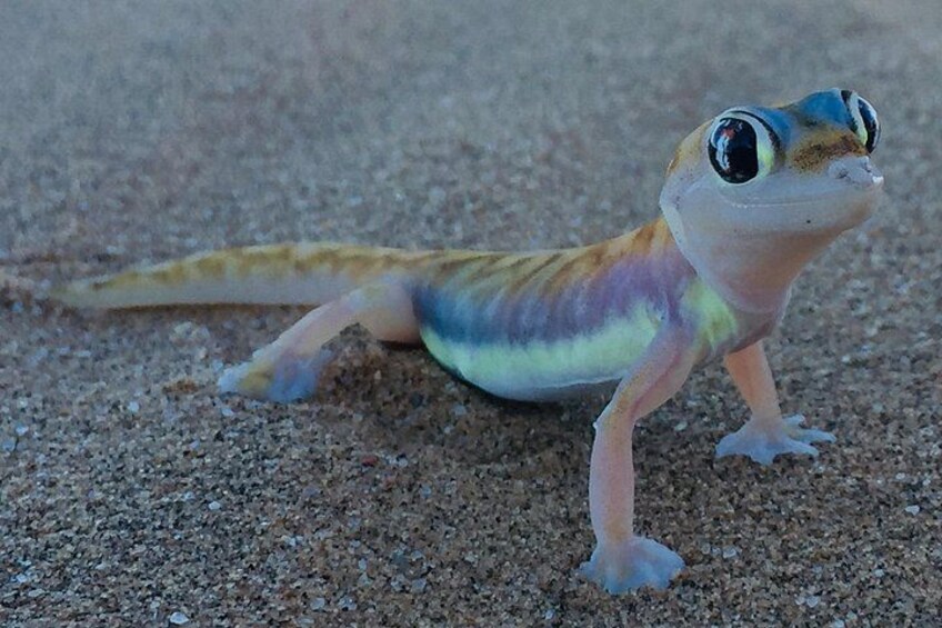 A gecko on a sandy surface. 2