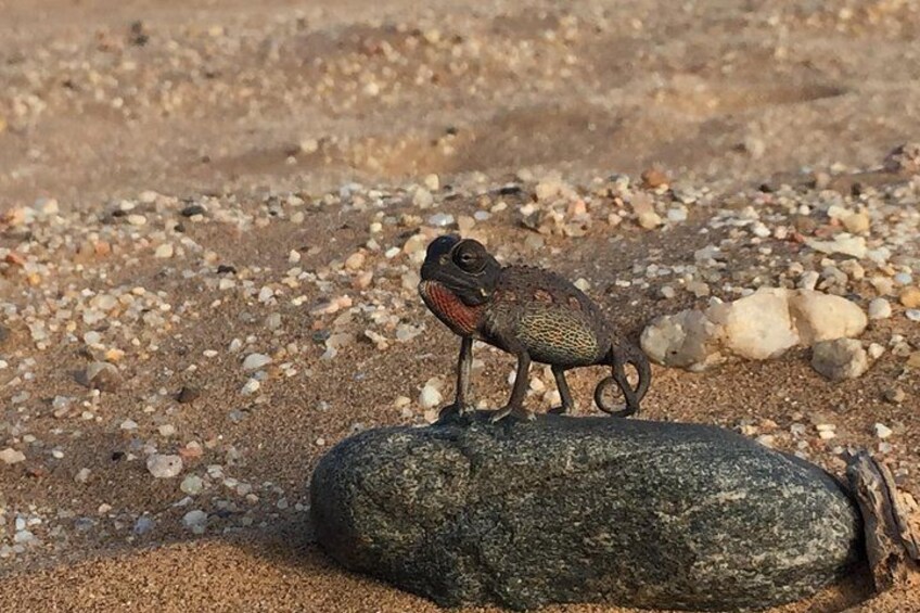 A lizard on a rock in a rocky terrain. 5