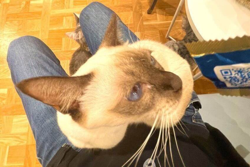 Tokyo: Gotokuji Lucky Cat Temple, Shinjuku Cat Cafe and 3D Cat 2