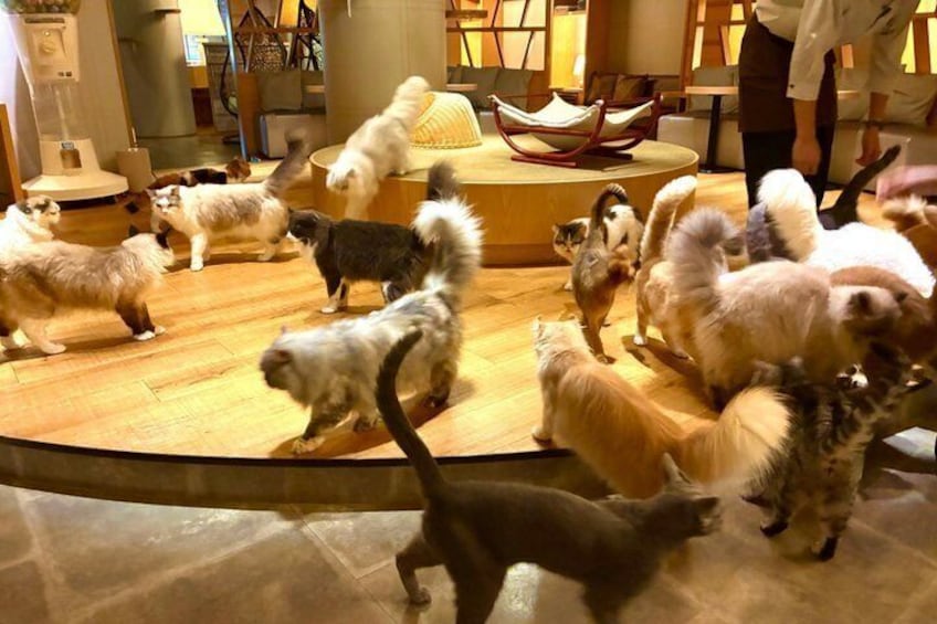 Tokyo: Gotokuji Lucky Cat Temple, Shinjuku Cat Cafe, 3D Giant Cat 2