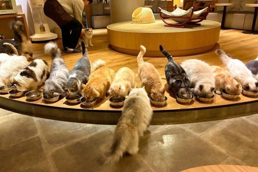 Tokyo: Gotokuji Lucky Cat Temple, Shinjuku Cat Cafe, 3D Giant Cat 3