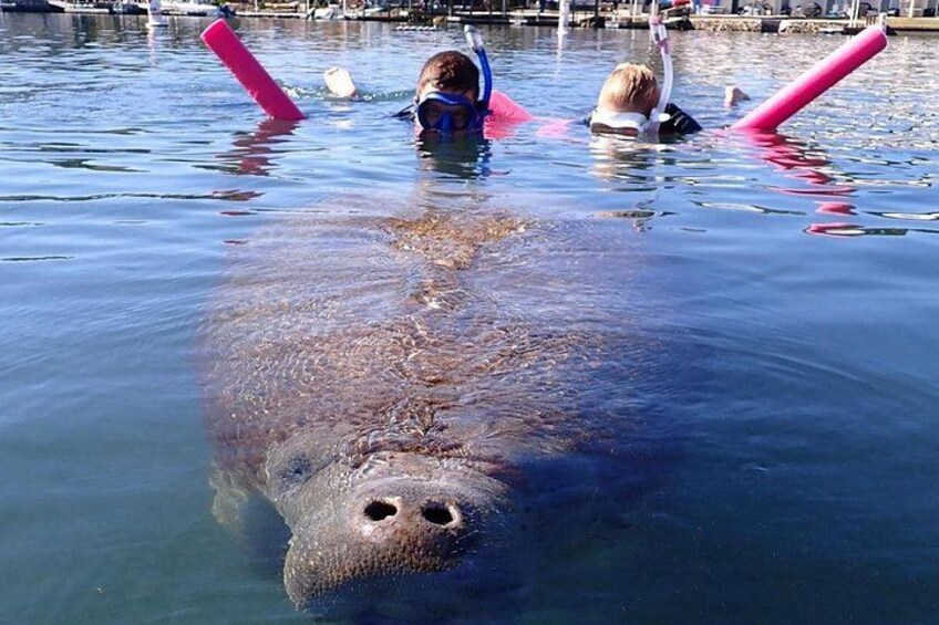 A manatee swimming in water with pink floatation devices. 1