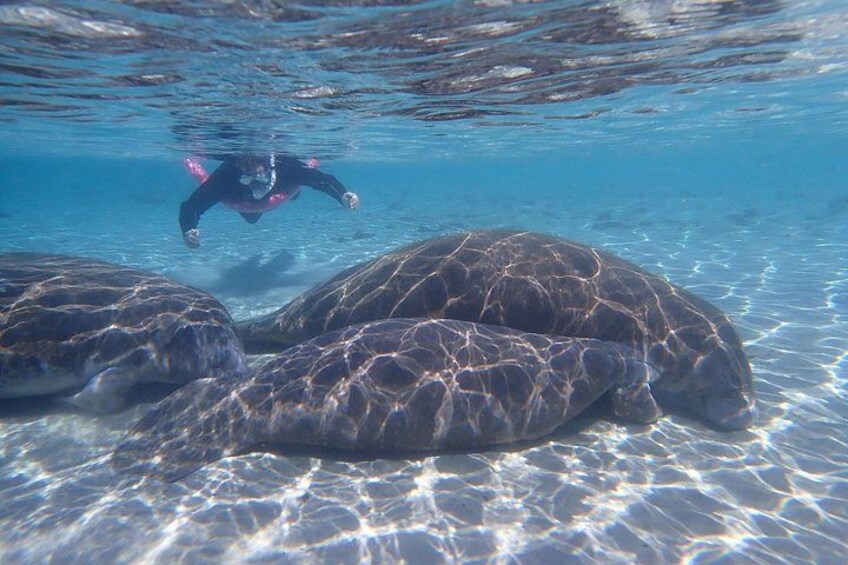 A diver swimming near large sea turtles in clear water. 2