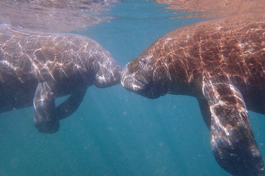 Two manatees swimming underwater. 3