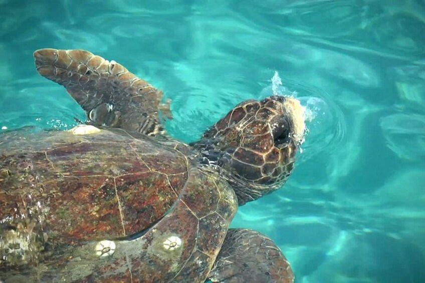 Zakynthos Turtle Tour Small Group Turtle Spotting & Turtle Island 2
