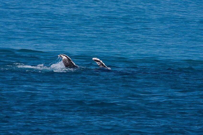 Humpback Whales from June till October 3
