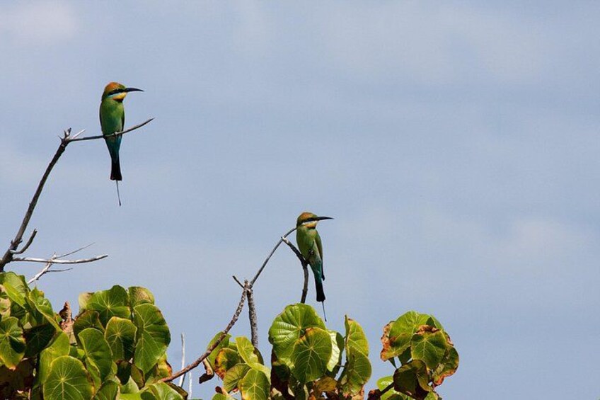 Rainbow Bee-eaters 3