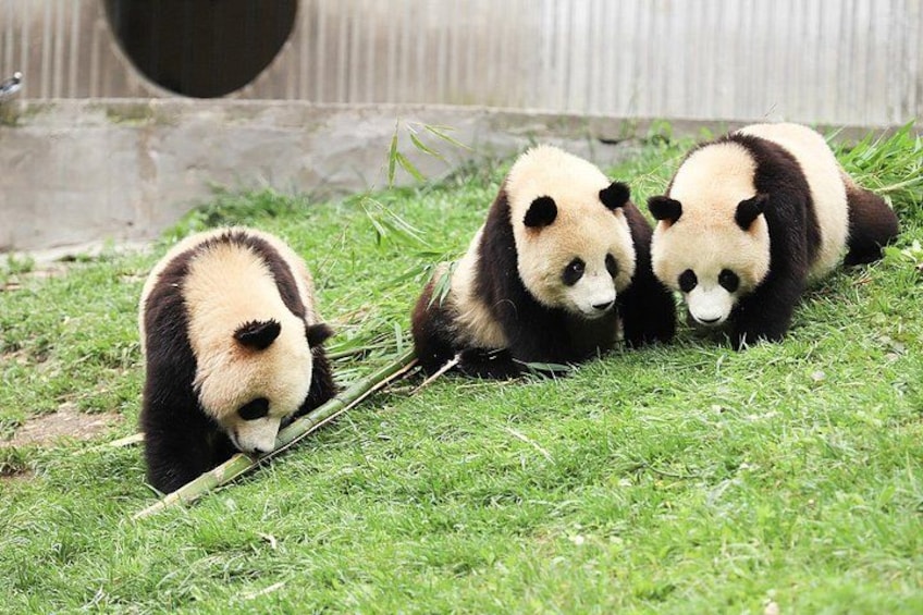 Private Car Tour: Dujiangyan Panda Valley and Irrigation System 2