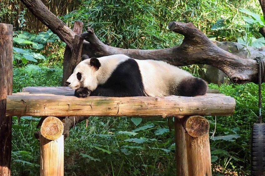 Private Car Tour: Dujiangyan Panda Valley and Irrigation System 4