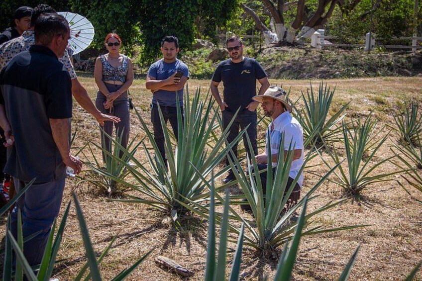 Finca 18 Puerto Vallarta Tequila Tour + Chocolate Pairing 5